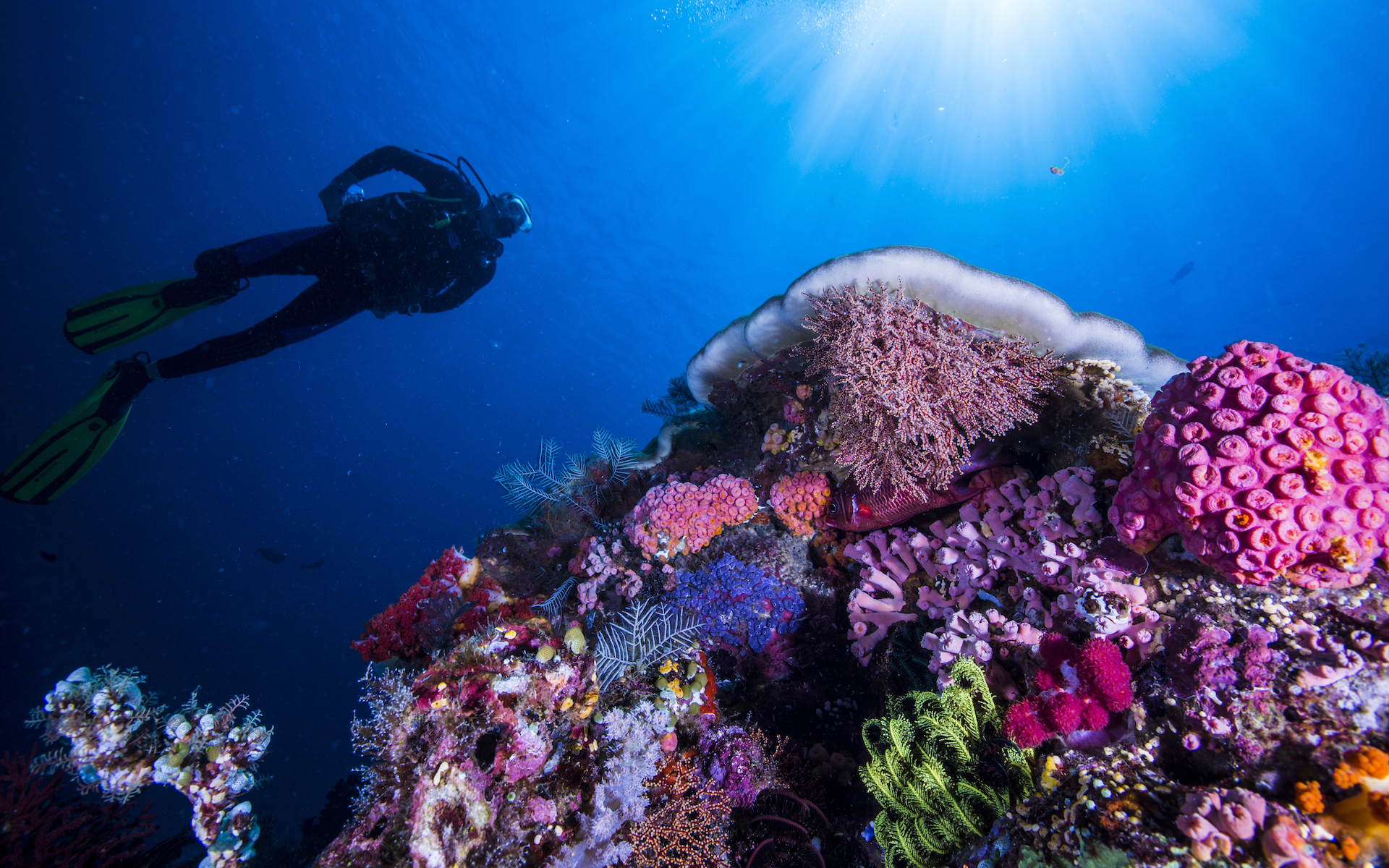 diving-over-komodos-reefs