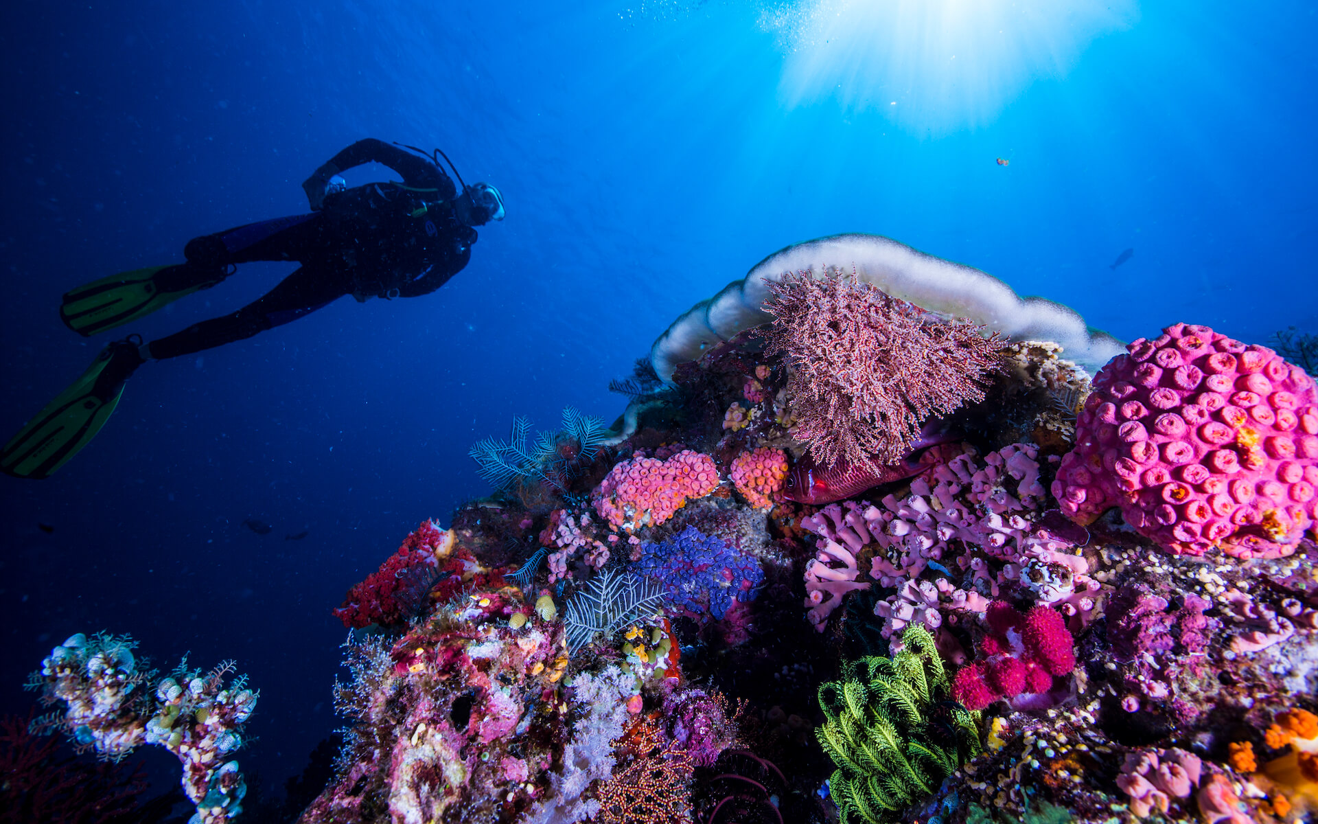 diving-over-komodos-reefs